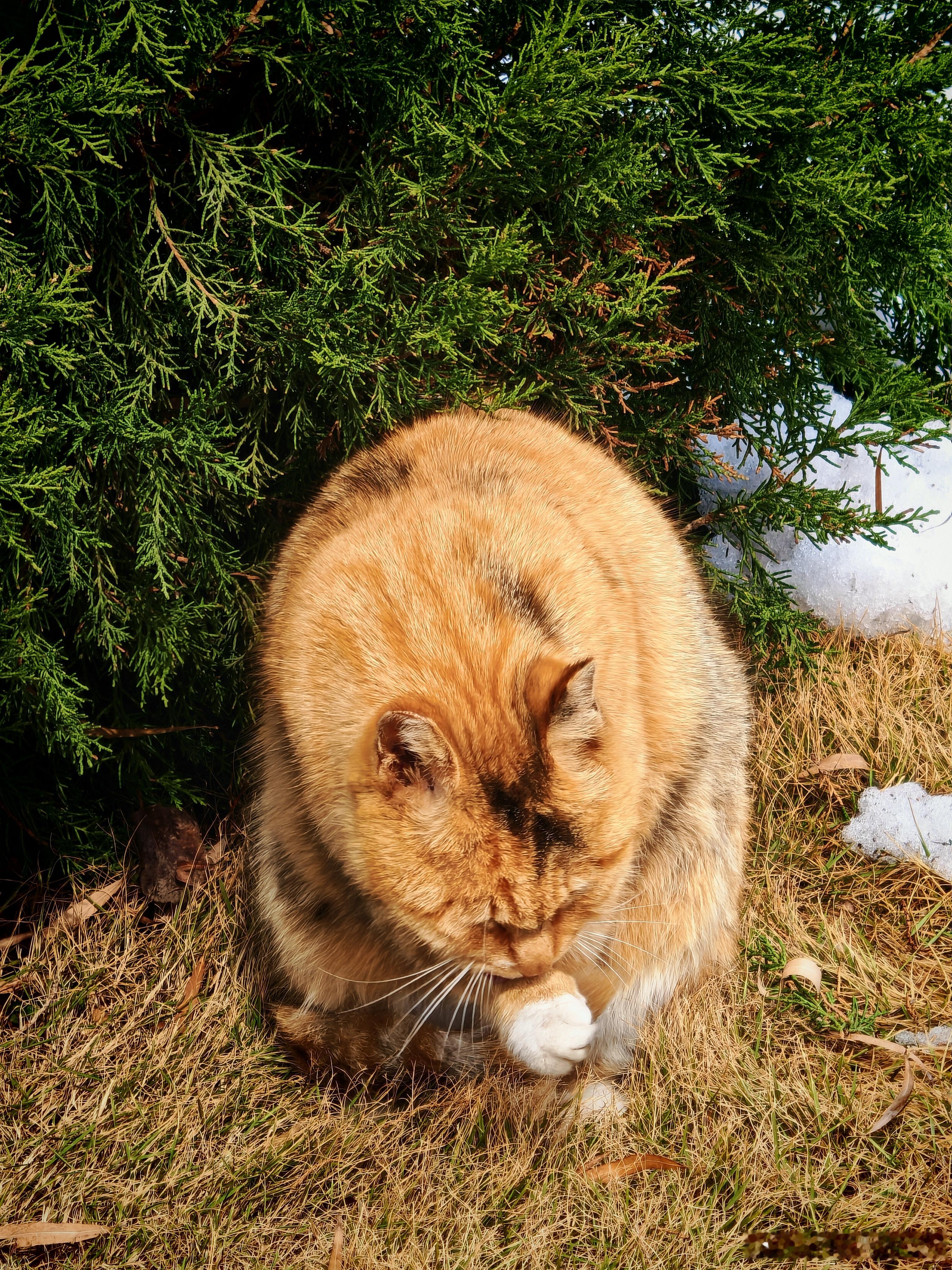 在大明湖偶遇一只大胖橘猫，一点也不怕人。也是，如果在景区还怕人，就不会这么胖了[