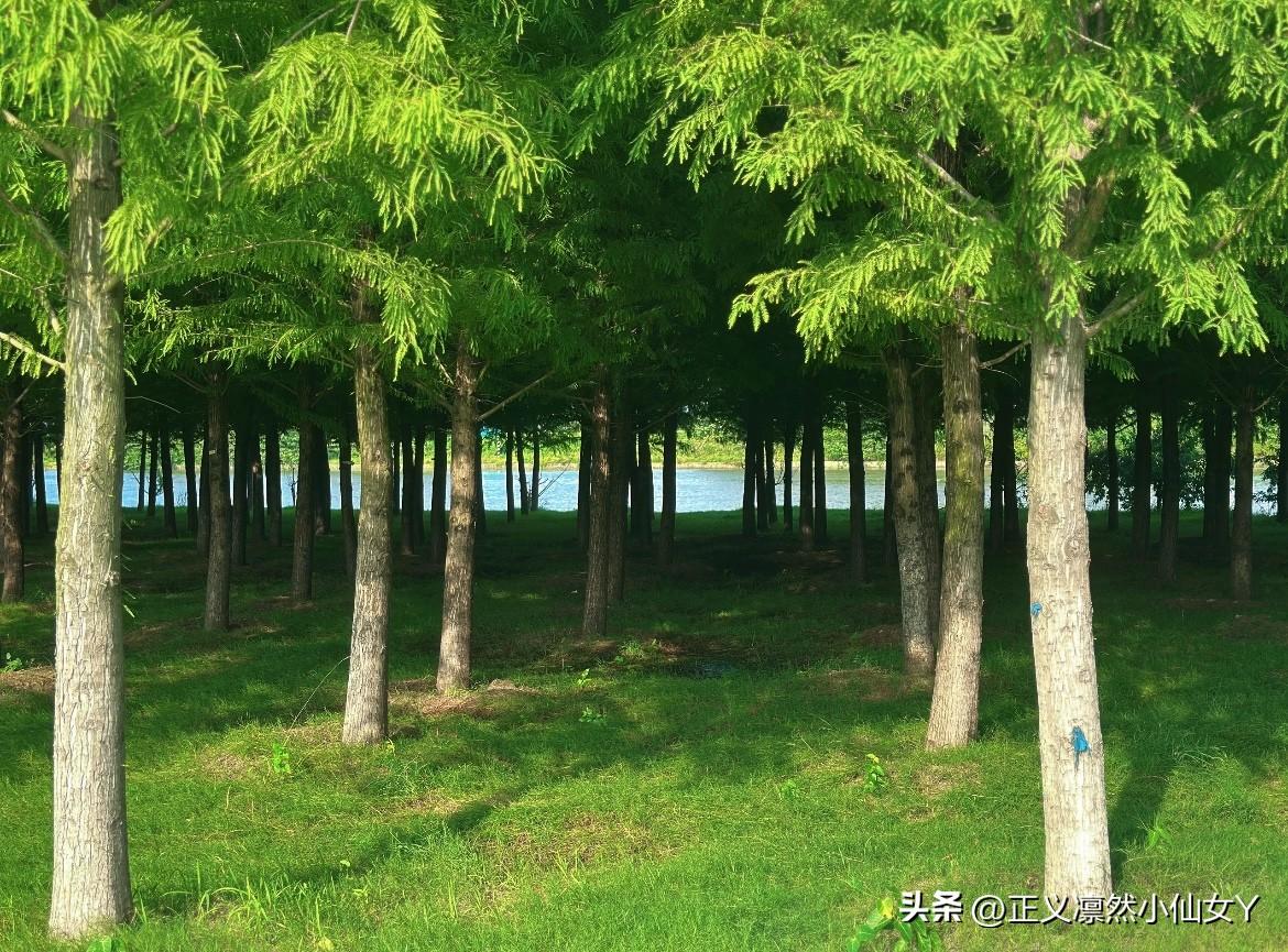 现实版《泰州的森林》——城市里的绿野仙踪！
    你肯定想不到，在泰州的海陵区