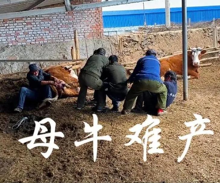 新疆，一男子花费1648元，为自己的18头奶牛买保险。不久后，一头母牛因为难产不