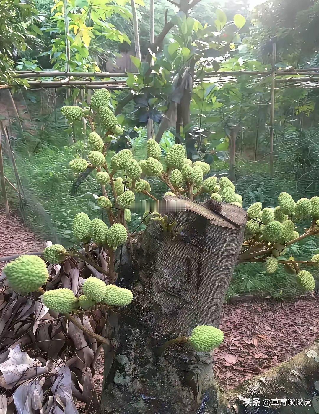 史上最牛的荔枝树，没有之一！ 