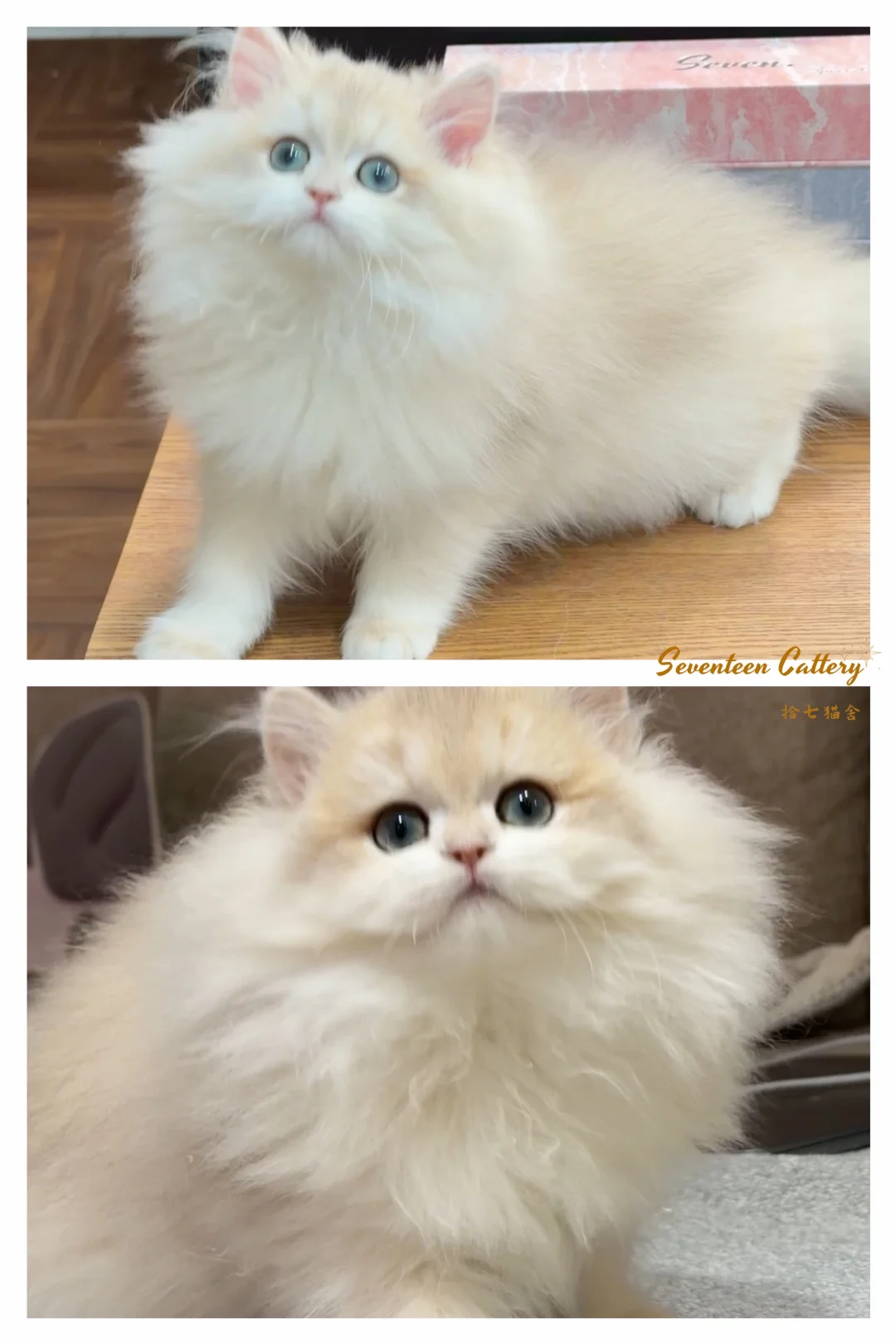 这是个直播预告