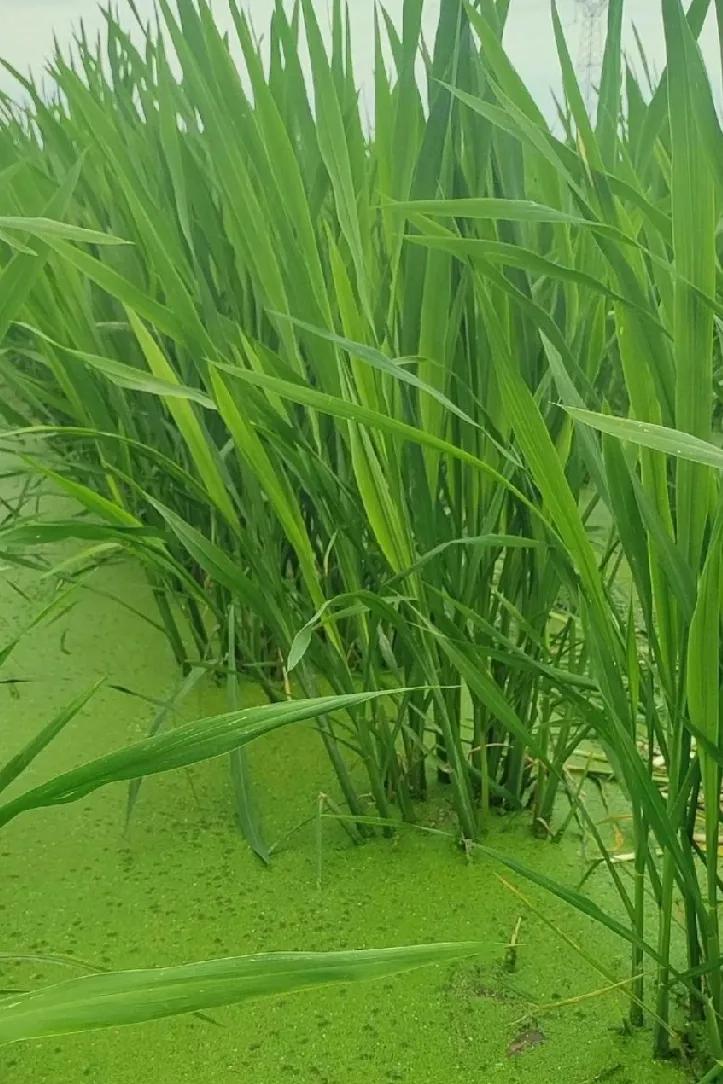 这是什么植物？玉米我见过，谷子我见过，高粱我见过，这种植物从来没见过，似韭菜而非