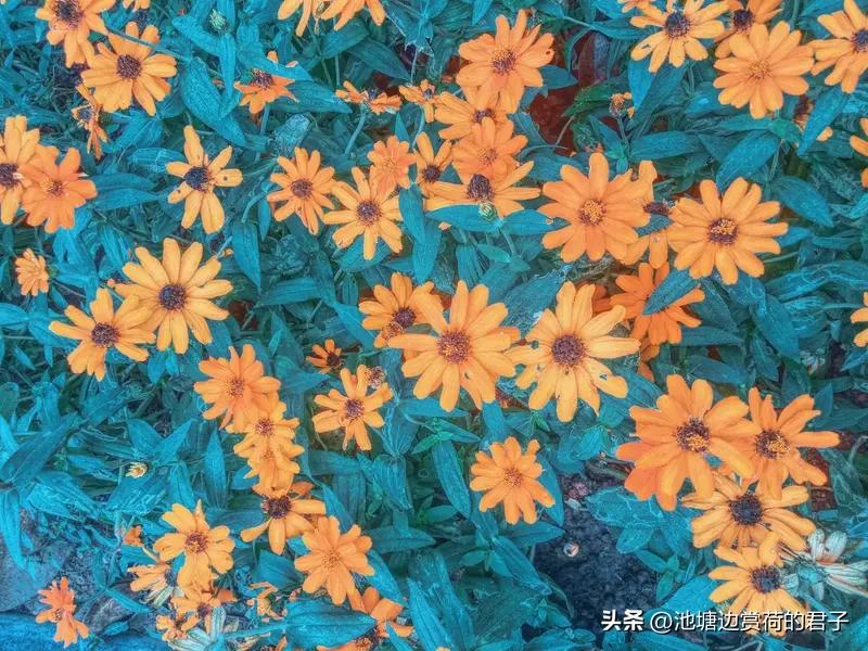 要说形容属马的人，“自由奔放”绝对算一个。马天性爱奔跑，属马的人也往往热爱无拘无