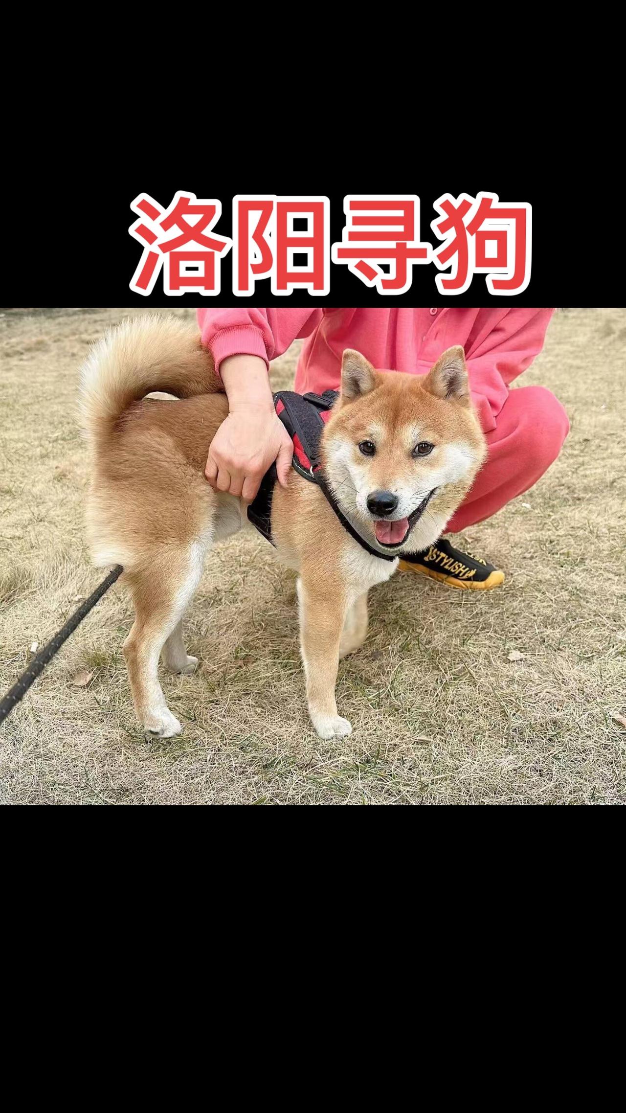 走丢时间：2026年3月7号上午10点～11点
走丢地址：洛阳市西工区名门万象小