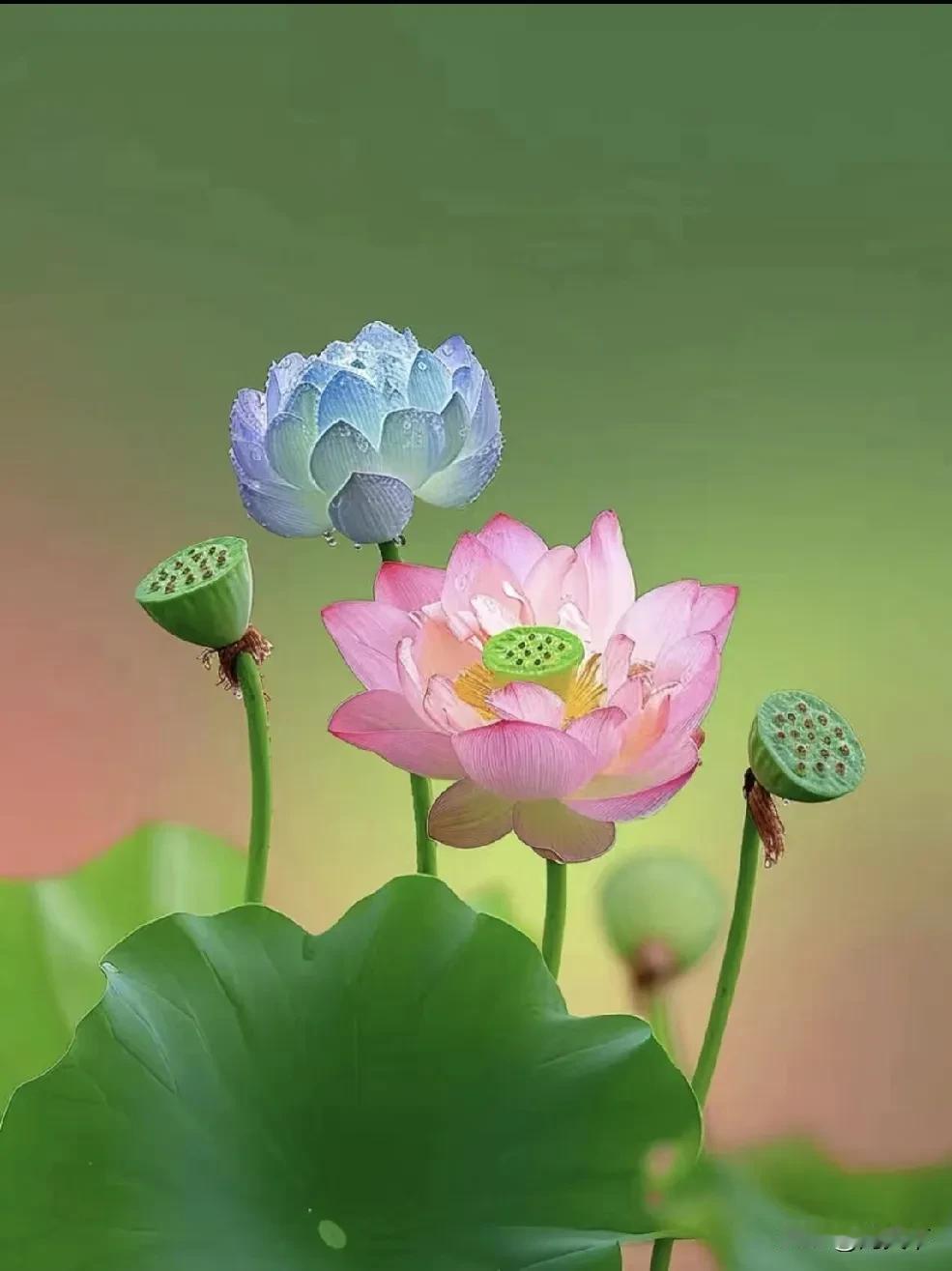 擦屁股的纸就该冲厕所，别给垃圾桶留机会！真搞不懂为啥总有人把擦屁股的纸往垃圾桶里