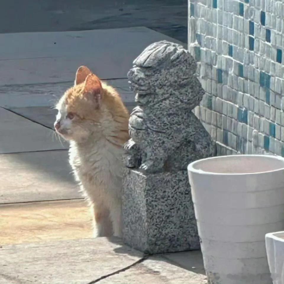 小猫陪石狮子站岗，小猫不理解但尊重 