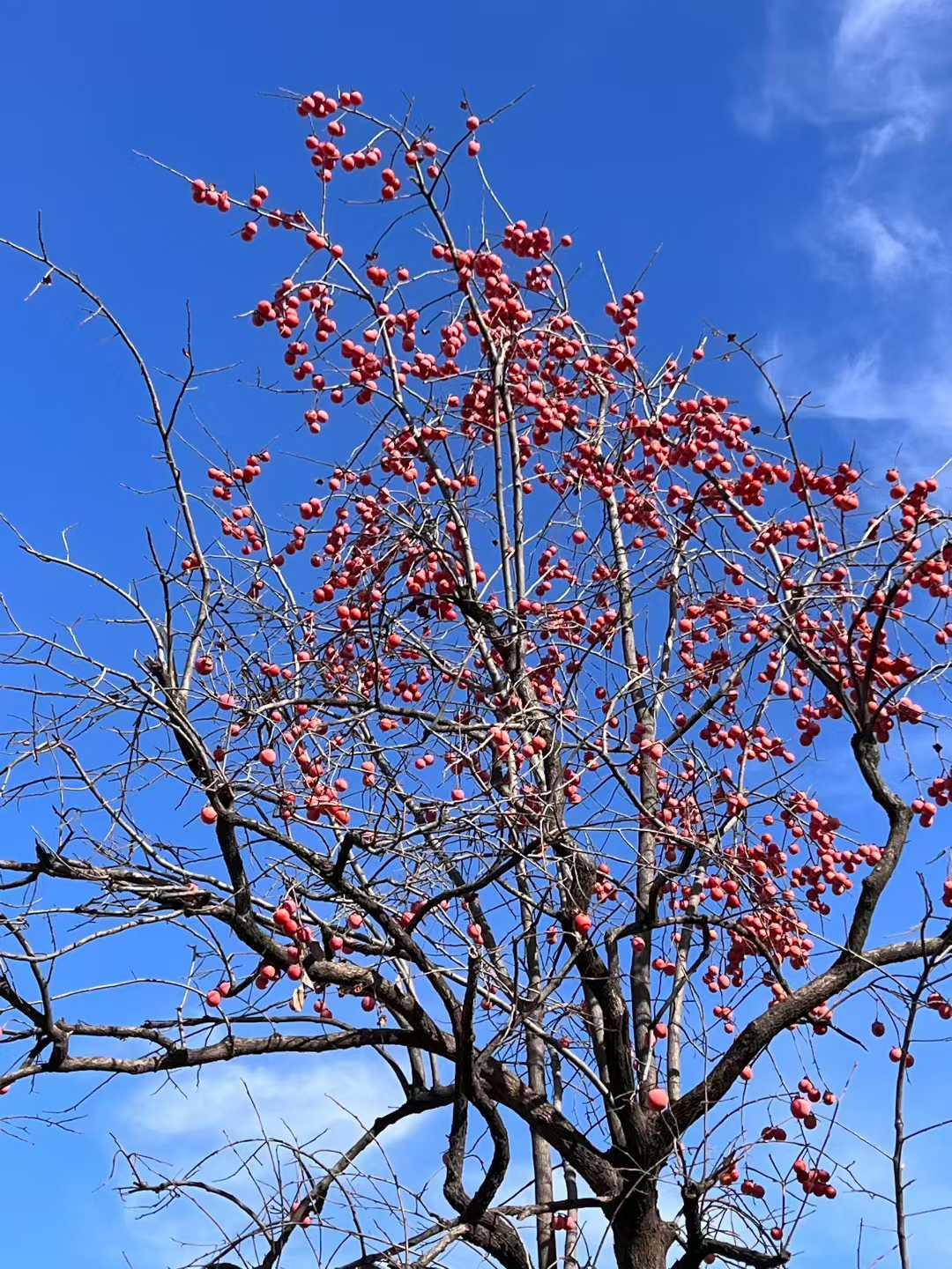 头里藏着蓝天邂逅冬日～暖阳