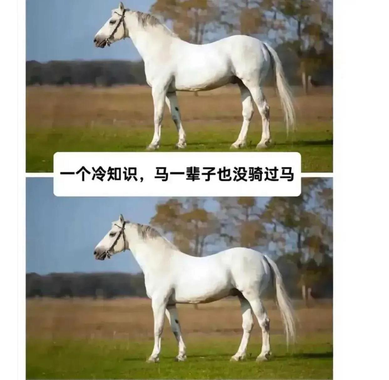 冷知识：马一辈子也没骑过马 