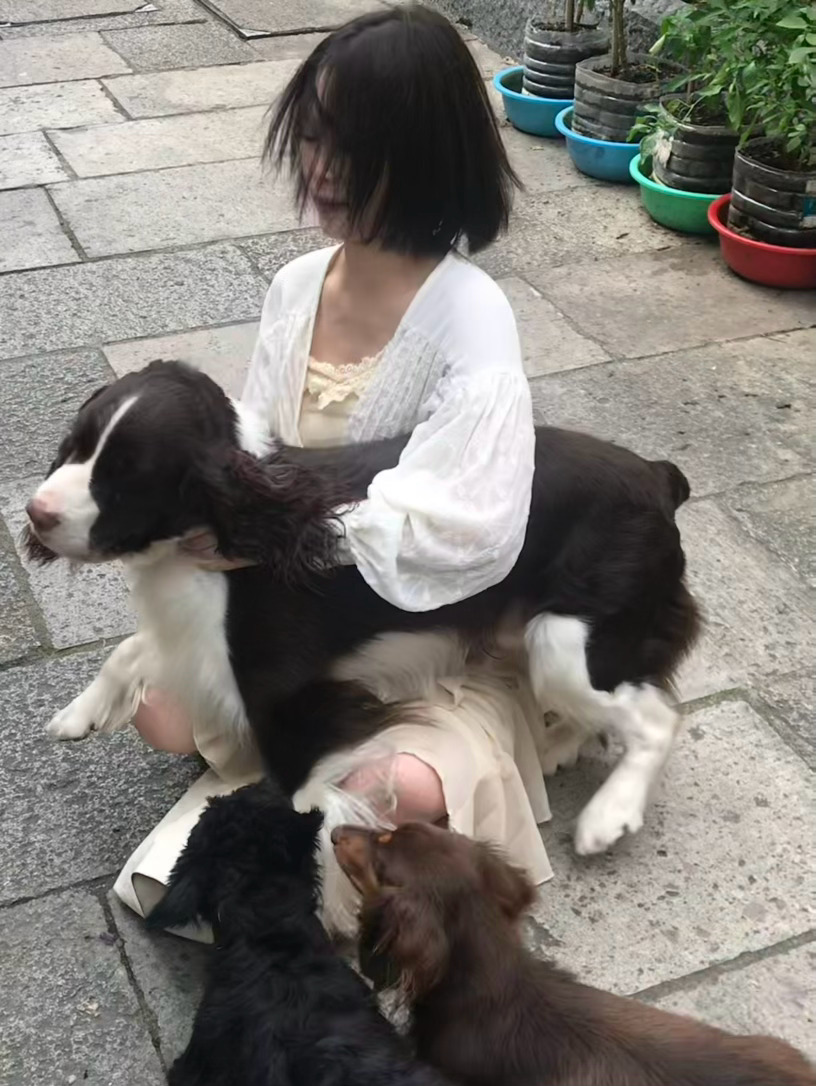 被狗袭击了 