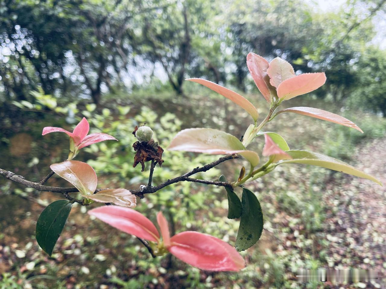 每日一图随手拍广西天池凤山县百里坳，山间野花野草。