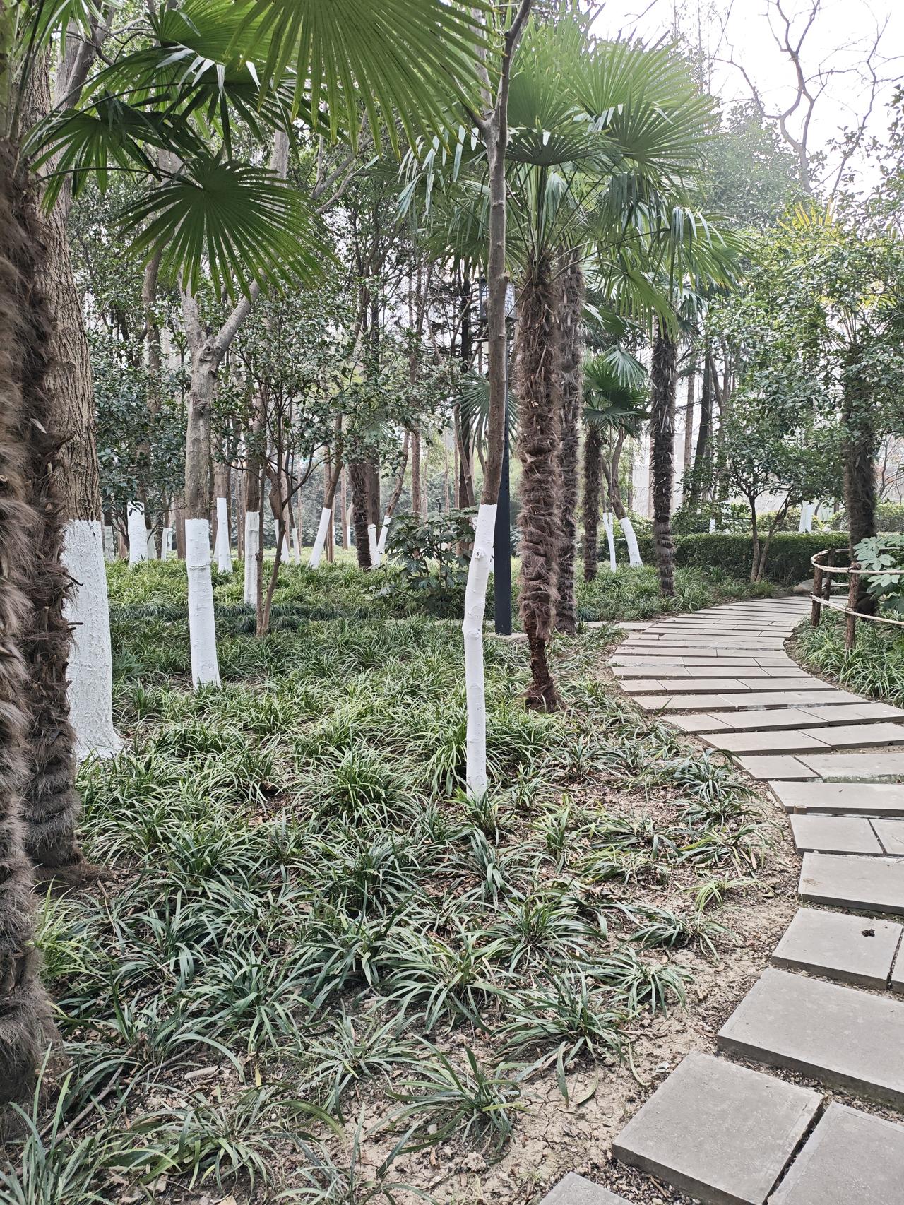 家后公园里，随手用手机拍的，可能是因为没太阳的原因，总是感觉灰噗噗的！