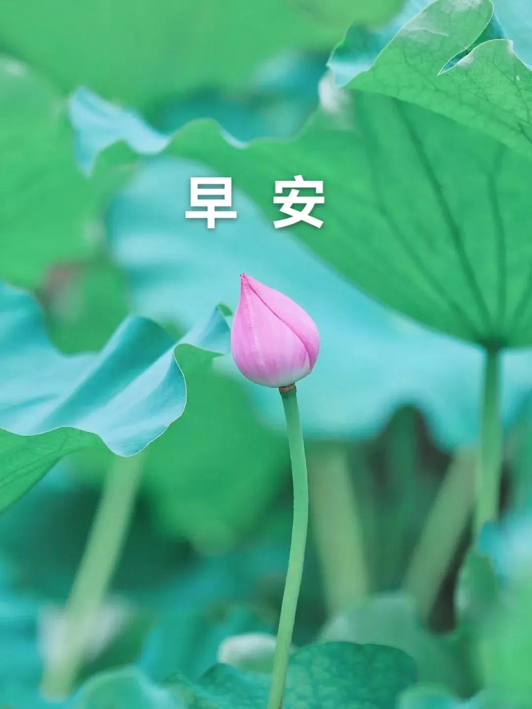 清晨是新的啟航，
人生要充滿陽光，
身體要保證健康，
心態要快樂舒暢，
每天都平