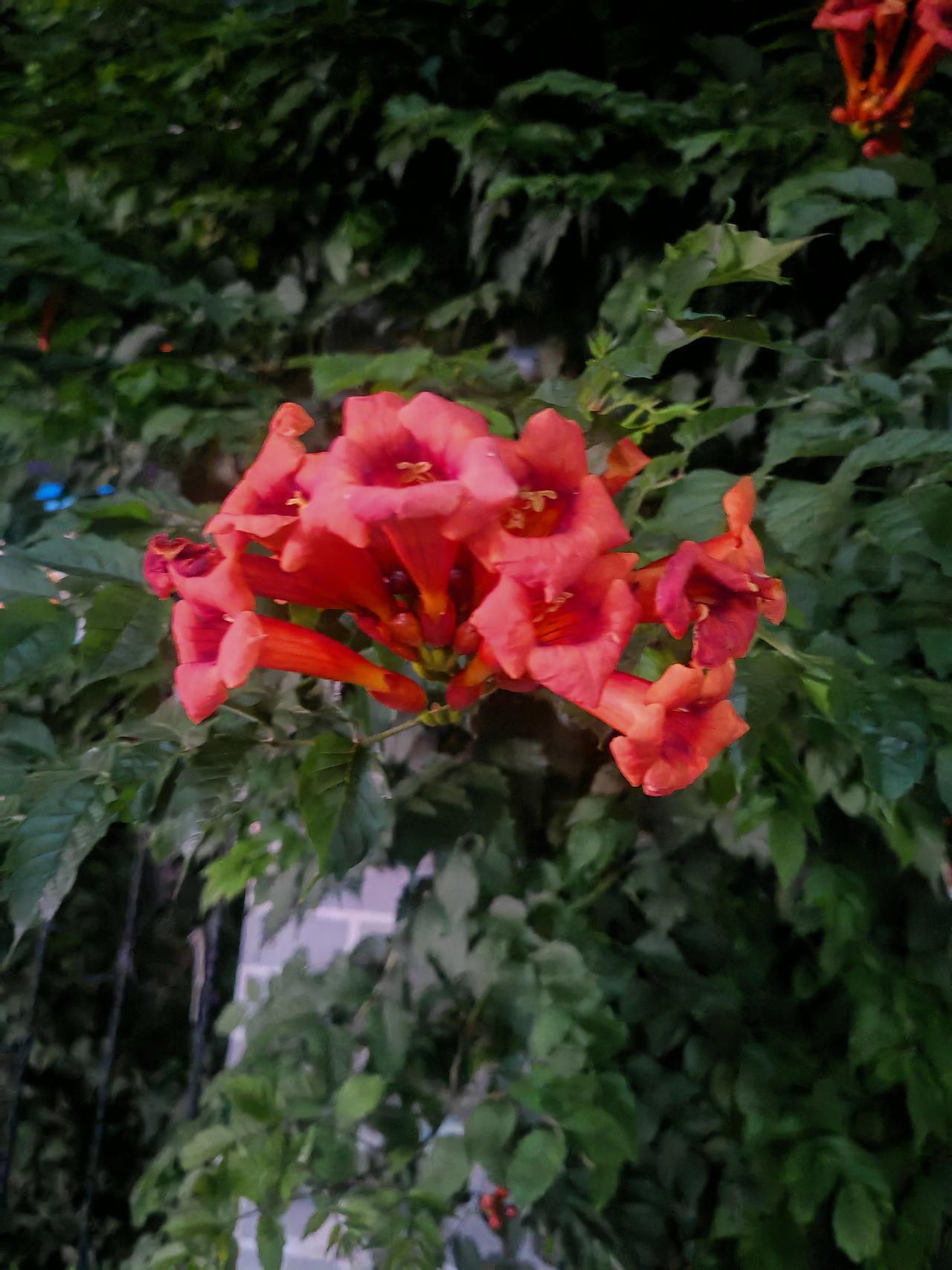 ＃晒晒你镜头里的花＃花草伴我行浓绿枝叶间，一簇凌霄花热烈盛放。筒状花冠层层舒展，