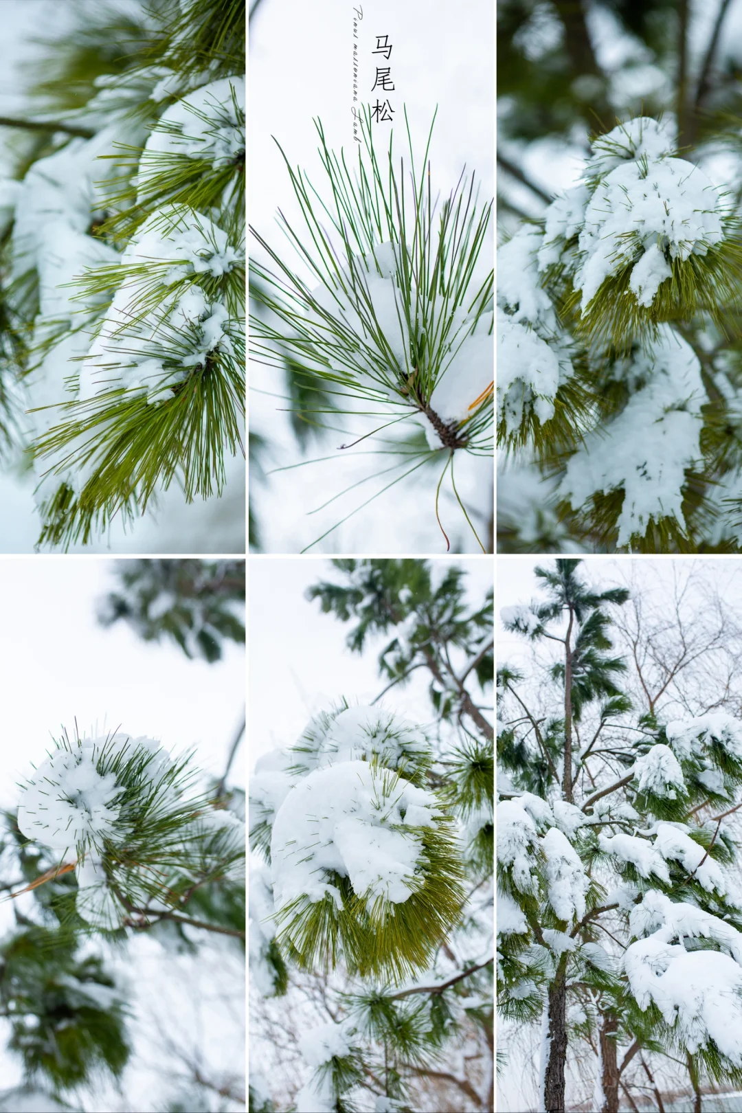今日立春|雪中马尾松