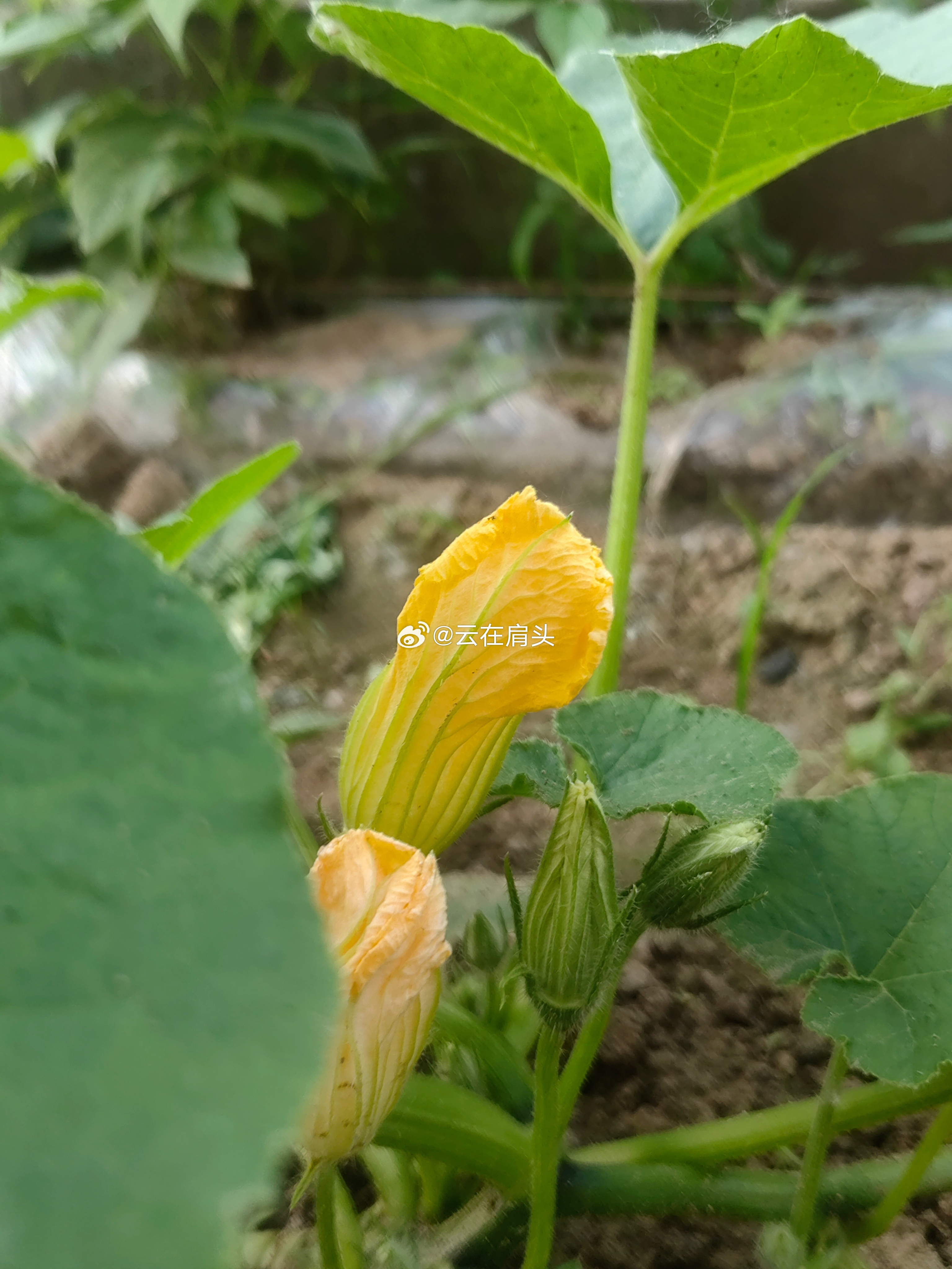 生活手记菜园窝瓜花又到娇艳盛开时，男生给窝瓜掐尖时采下了很多花，这是好东西。回家