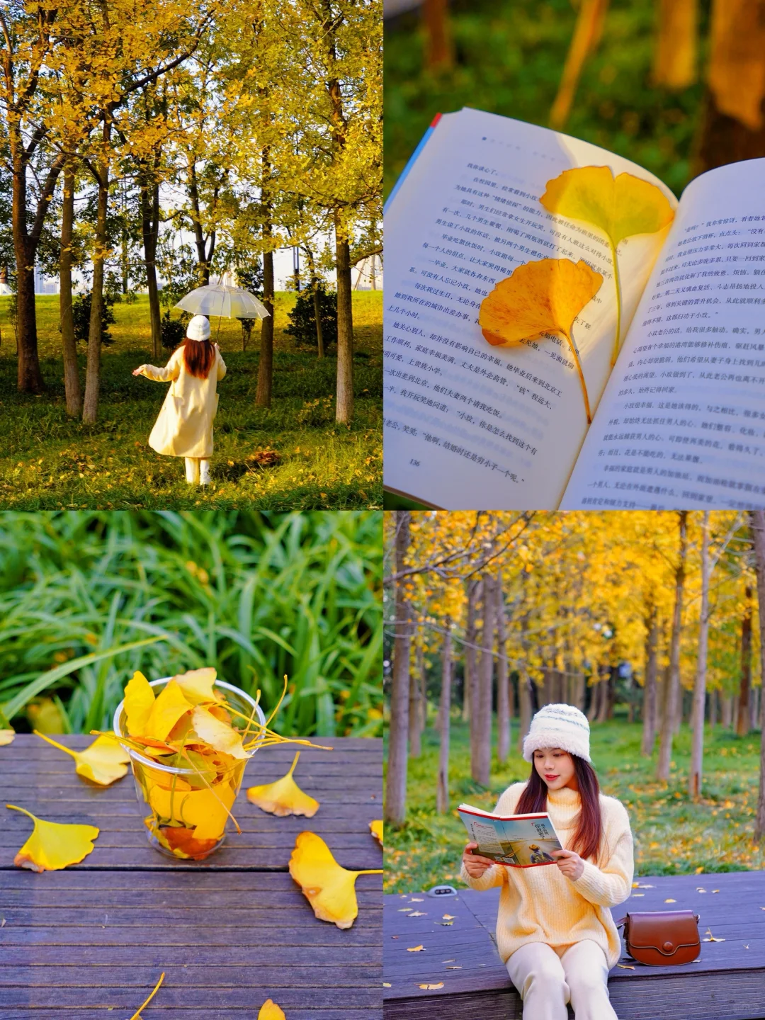 杭州小众银杏｜叶子已黄99%，人不多！！