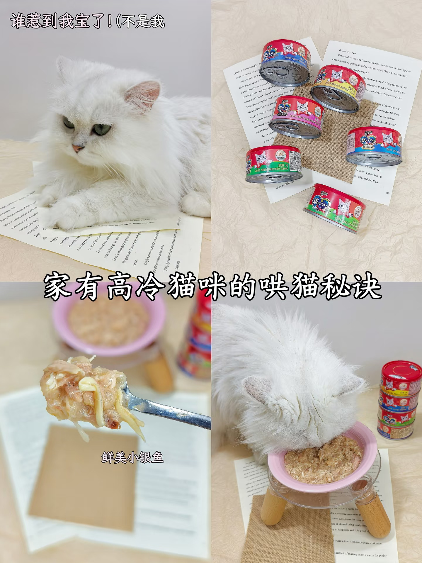 小猫咪还有两副面孔呢