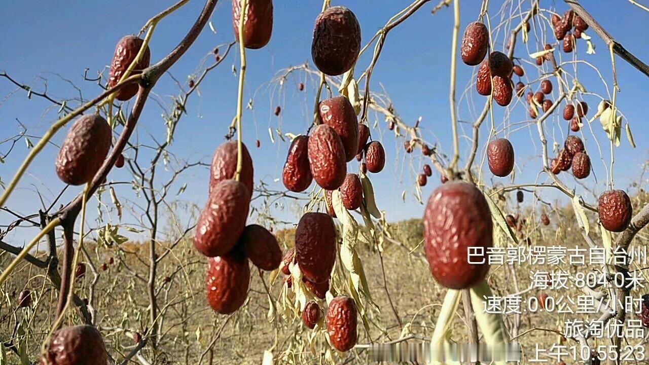 灰枣，棉花，新疆特有的物种，那年我等了一个多月，终于等到了这个品种，知道了它怎么