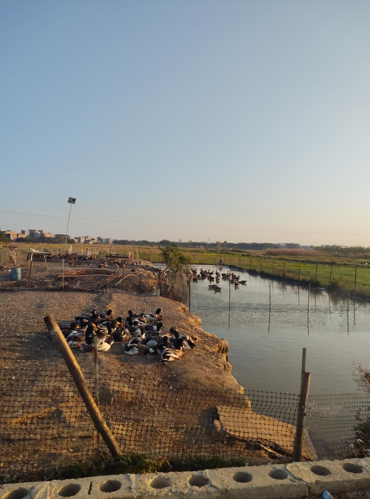今天路过城郊的乡间，无意间撞见了超治愈的一幕！夕阳下稻田间的小河池，一群鸭子正懒