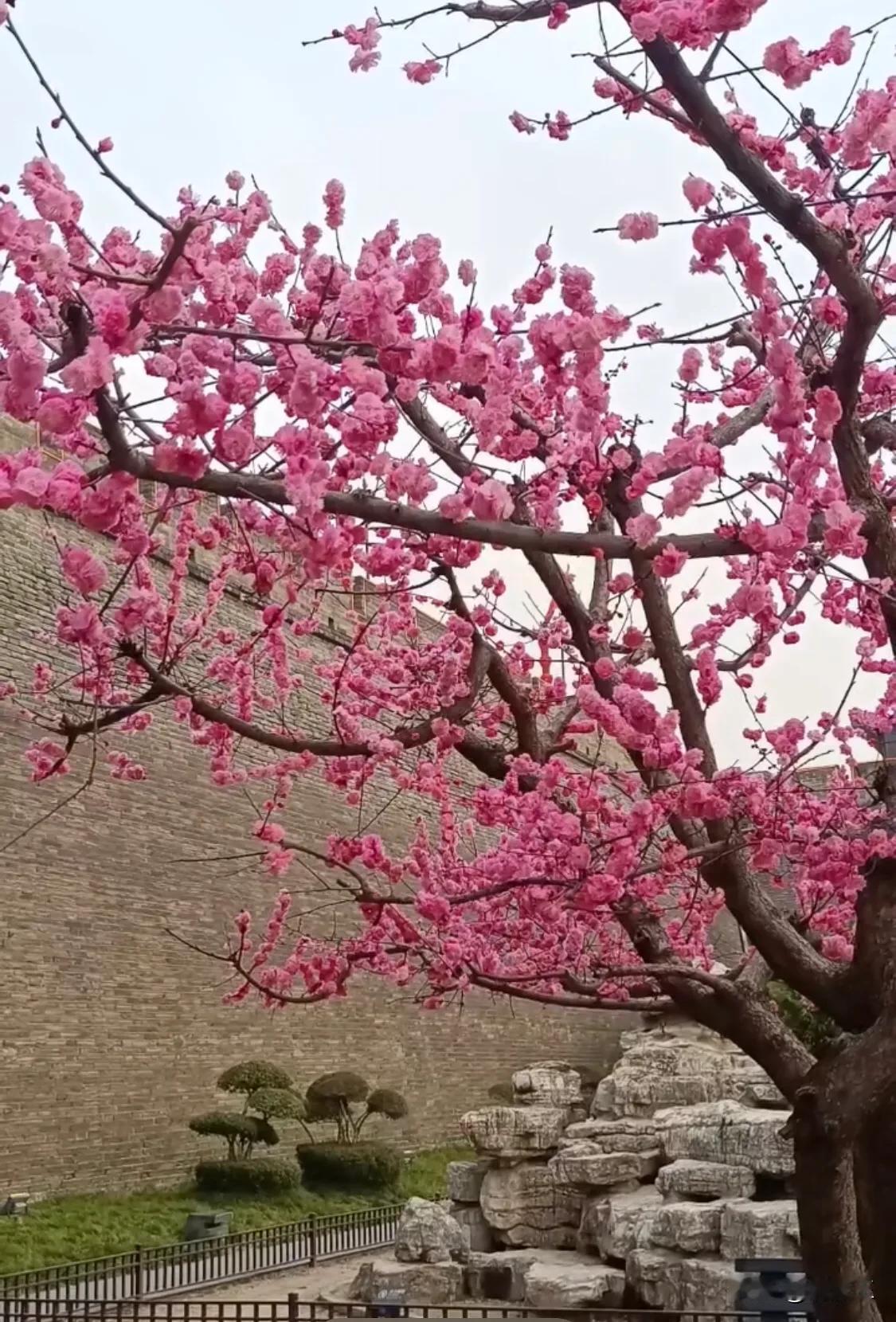 春日生活打卡季