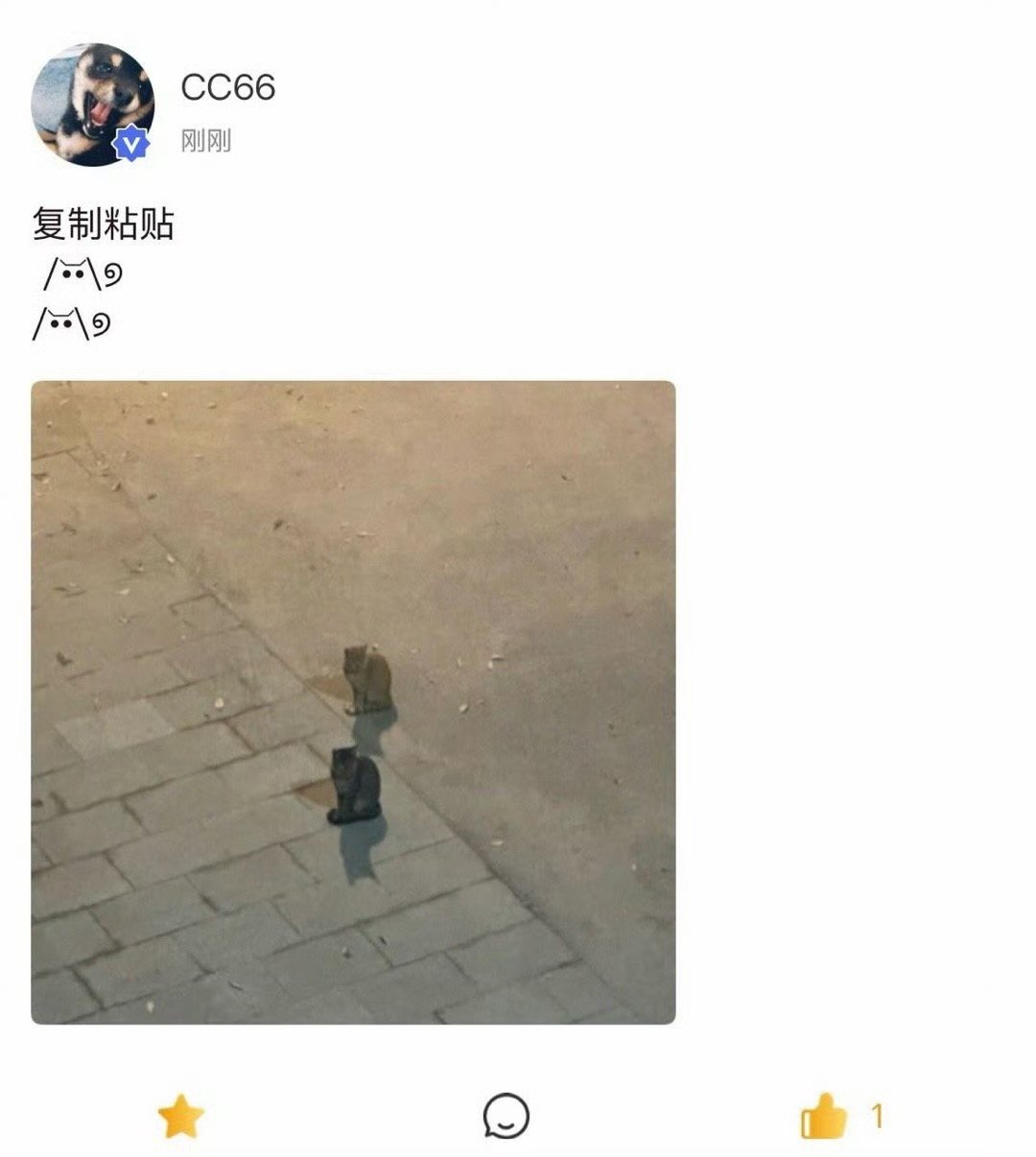 马嘉祺高会晒小猫马嘉祺高会晒两只小猫 马嘉祺晒了两只小猫 萌 ​​​