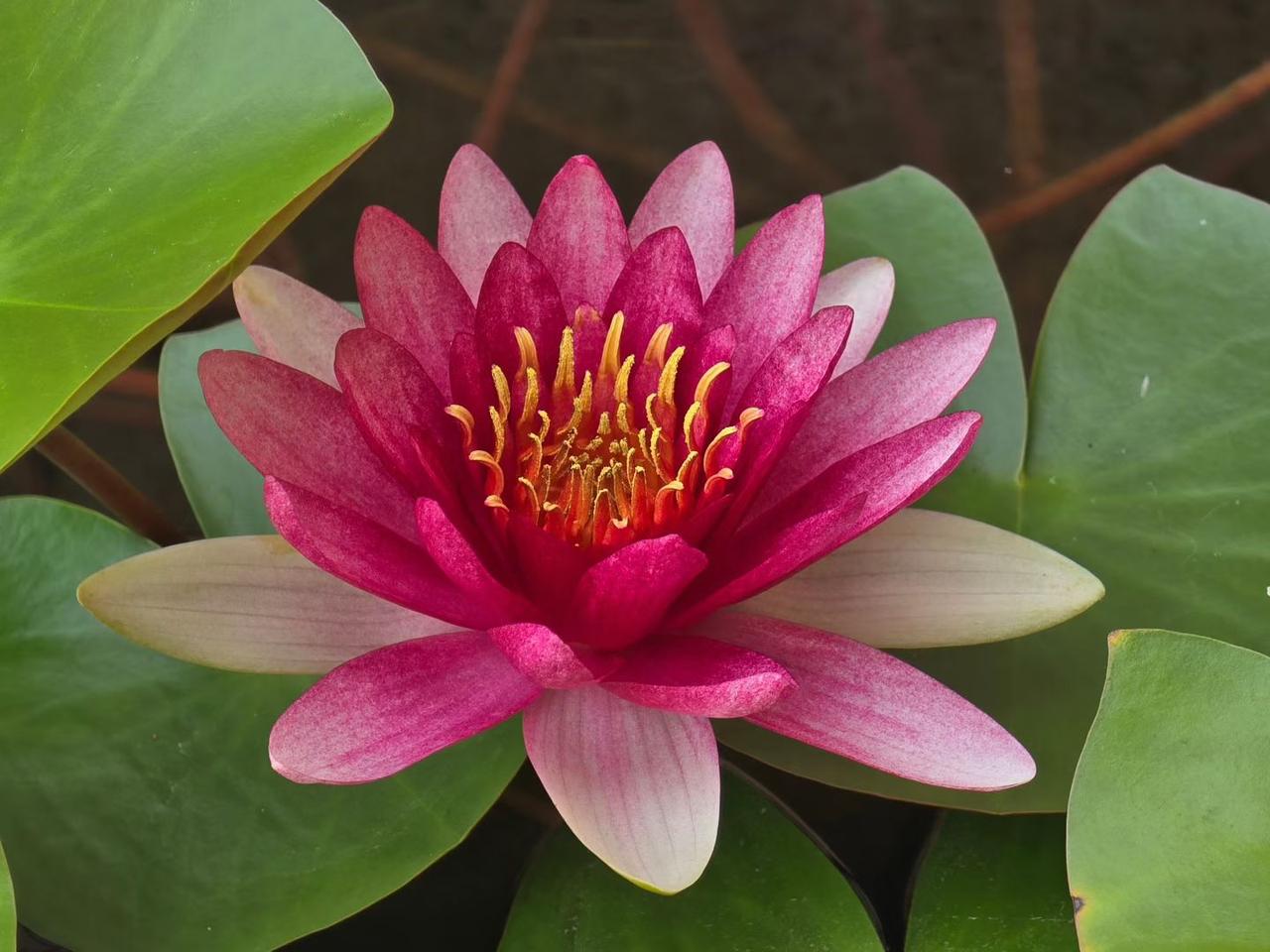 乌兰油子