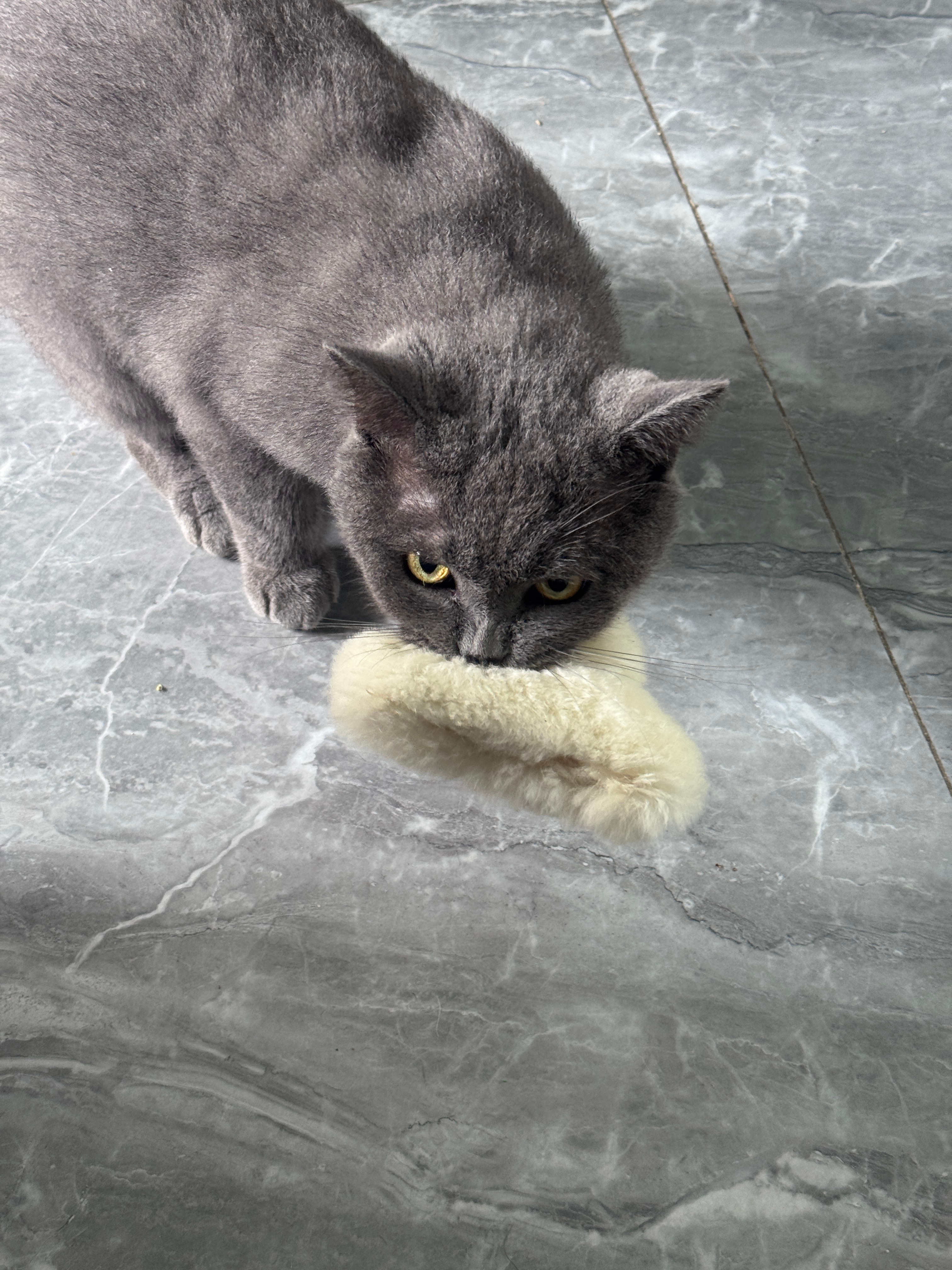 一如即往的调皮啊蓝猫 ​​​