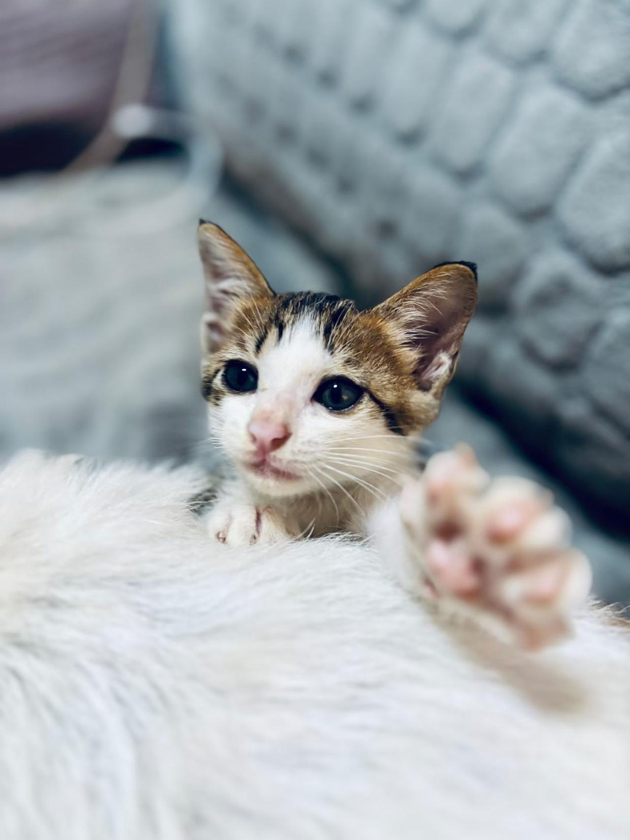 珠海，救助的流浪猫寻找爱心领养
🐱小喵找家
坐标：广东珠海
隧道口下救助，当时