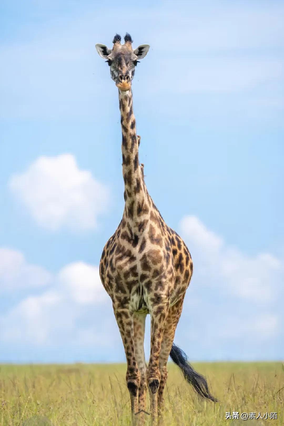 有时候发文并不想太过于暴露自己，怕在熟人面前难为情，于是，总是自娱自乐，然而，没