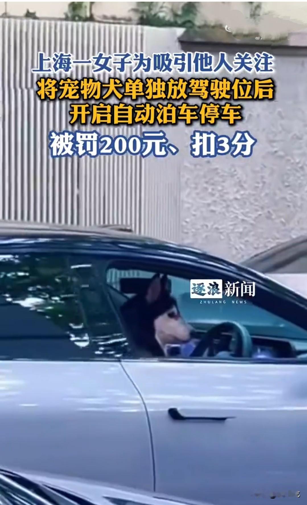 上海女子石某为了博眼球，吸引他人关注，驾驶小车行至路边停车位停车时，竟让宠物狗坐