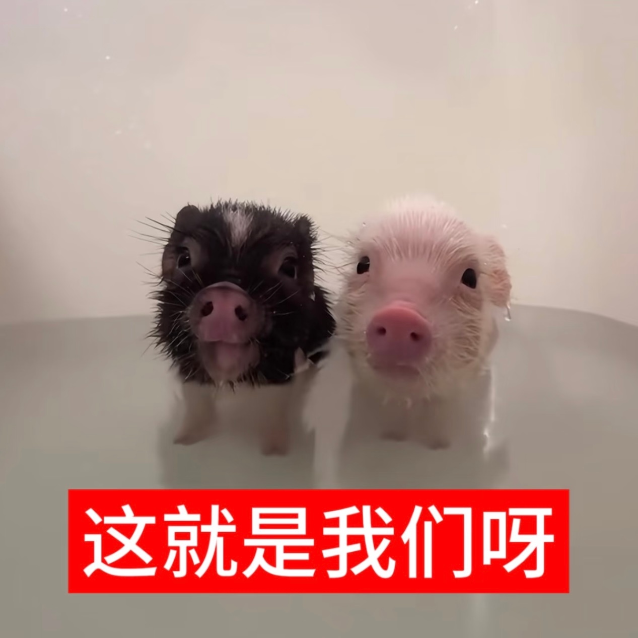 我说今天更新行不行