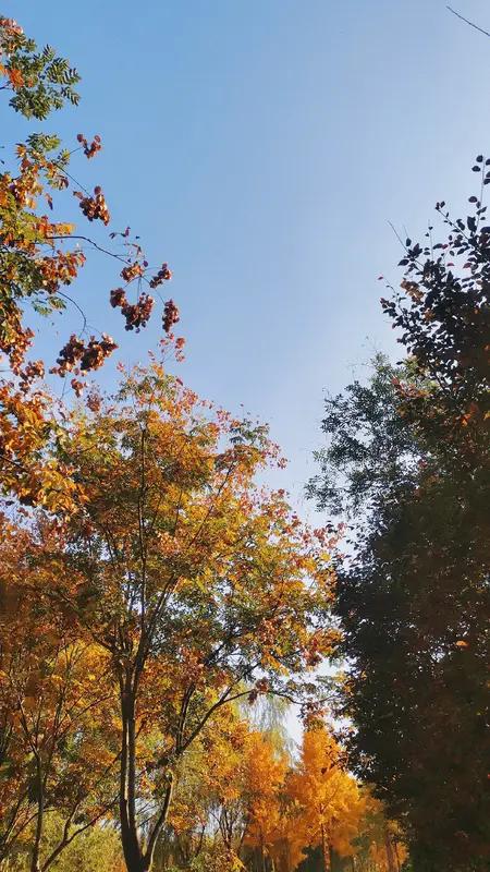 古往今来，春风拂柳、夏雨如注、冬雪覆地，那秋是什么？很多人会想到“秋风”“秋霜”