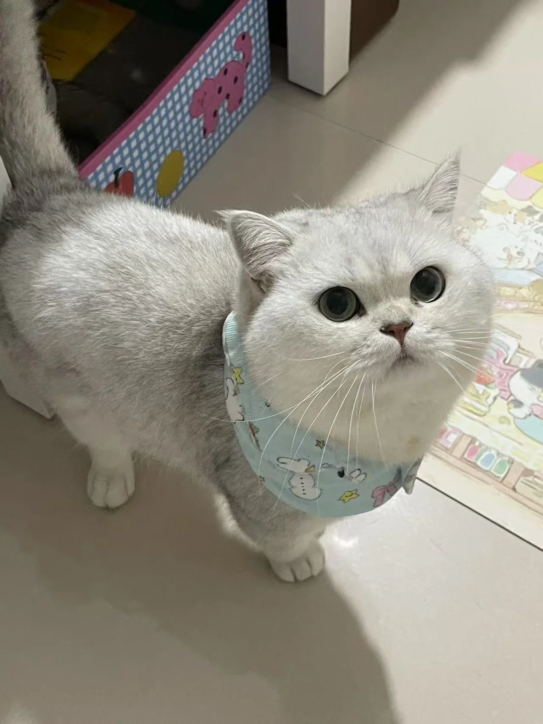 比起小猫需要我，是我更需要它