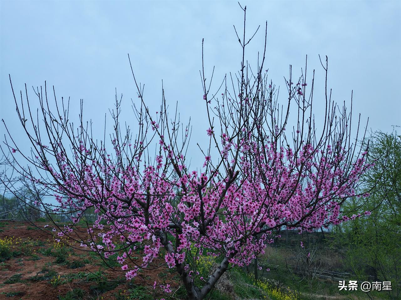 百花盛开，春天来了！