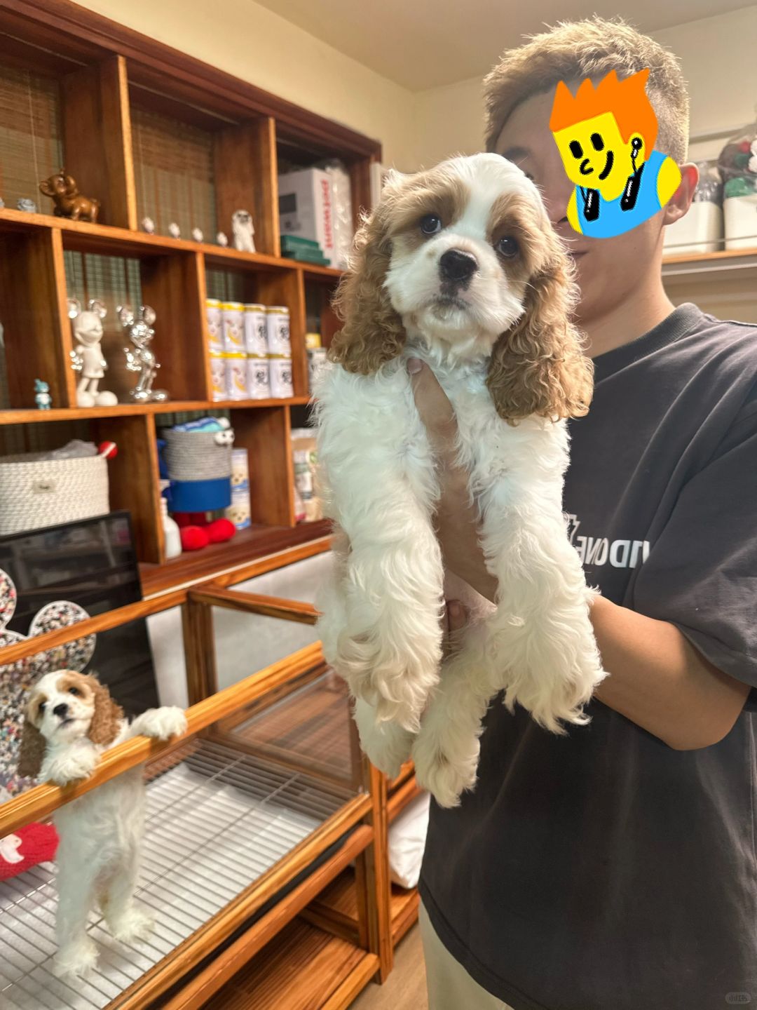 黄白花美国可卡犬～