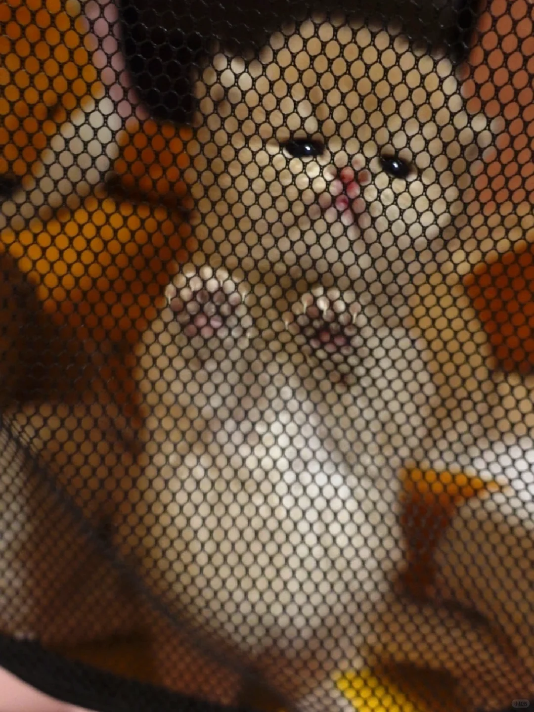 宝宝宝宝你是个香香软软小面包