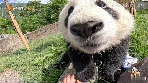 #熊猫幼崽吃竹笋asmr#看见贤贤崽吃竹笋的样子也是觉得特别的呆萌，而且也是超可