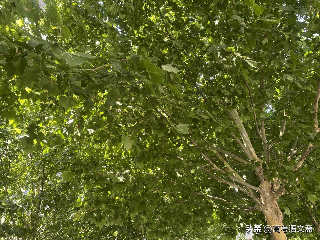 真心话茶局阳光透过树叶洒下斑驳光影，感受大自然的宁静与美好。🌳🌞