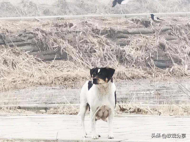 我以前挺喜欢狗，小时候家里也养过土狗，它很通人性。但现在对“爱狗人士”有点膈应。