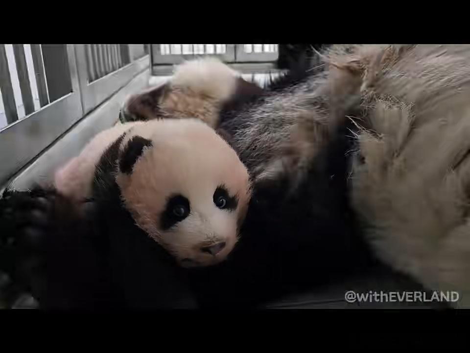 爱宝家小老四已经长牙了，跟福宝姐姐长得好像，爱宝比宝宝还奶呼 ​​​