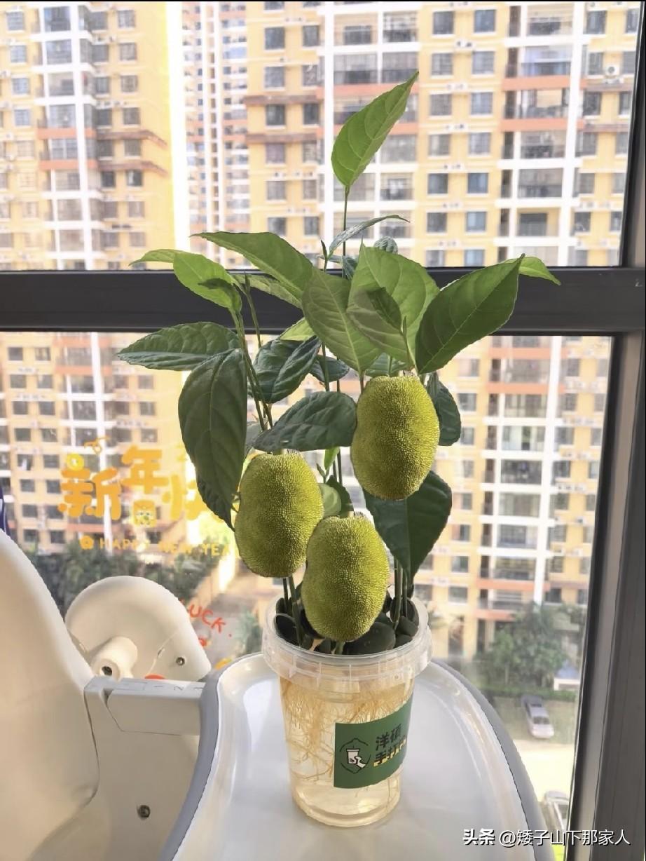 如果这么干可以长这么大个，我认为是假的