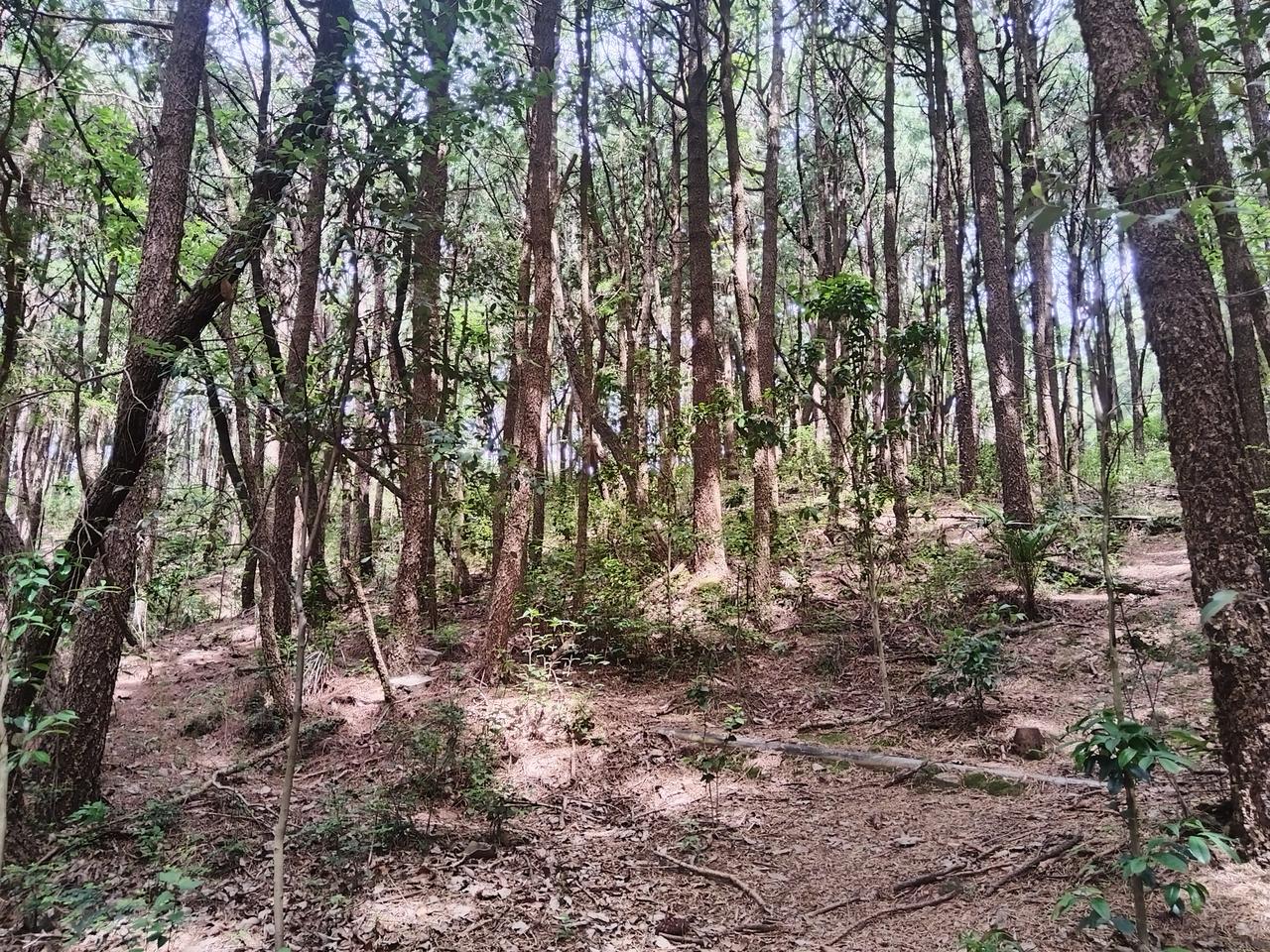 进入森林