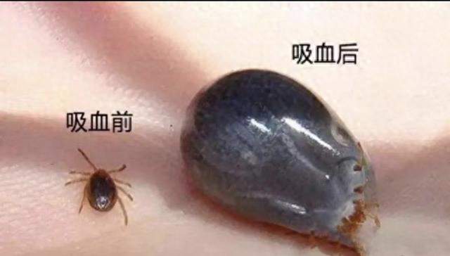 “一生只吃3顿饭的虫子，一顿就要命！被咬千万别拔，教你保命”