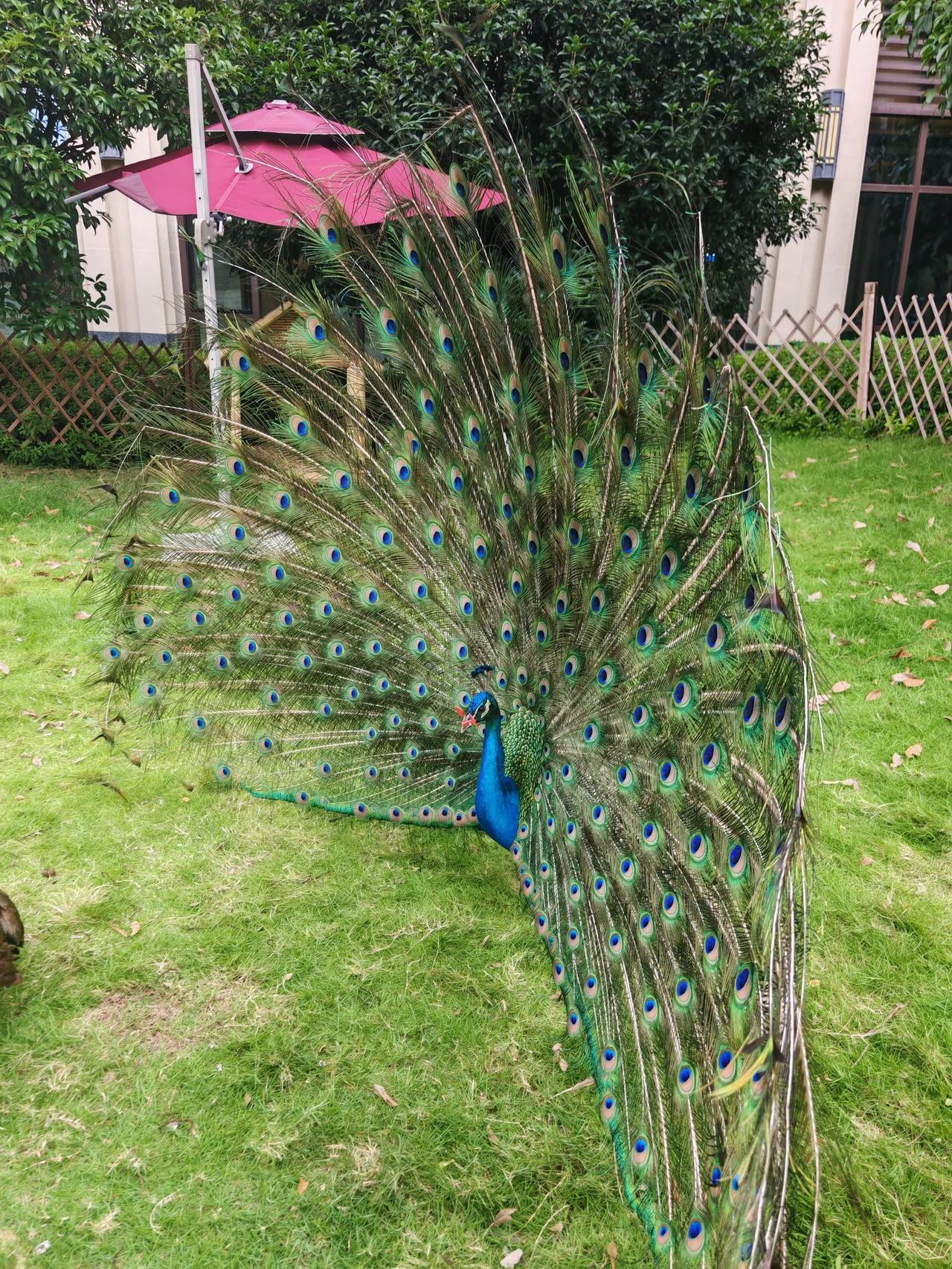 当你习惯了冲高回落
当你习惯了大部分跌
当你习惯了割裂郁闷
哪天很可能就突破逆转