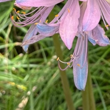 0000换锦花种植1. 光照适宜：换锦花喜欢半阴、湿润的环境，不耐强光暴晒。在栽