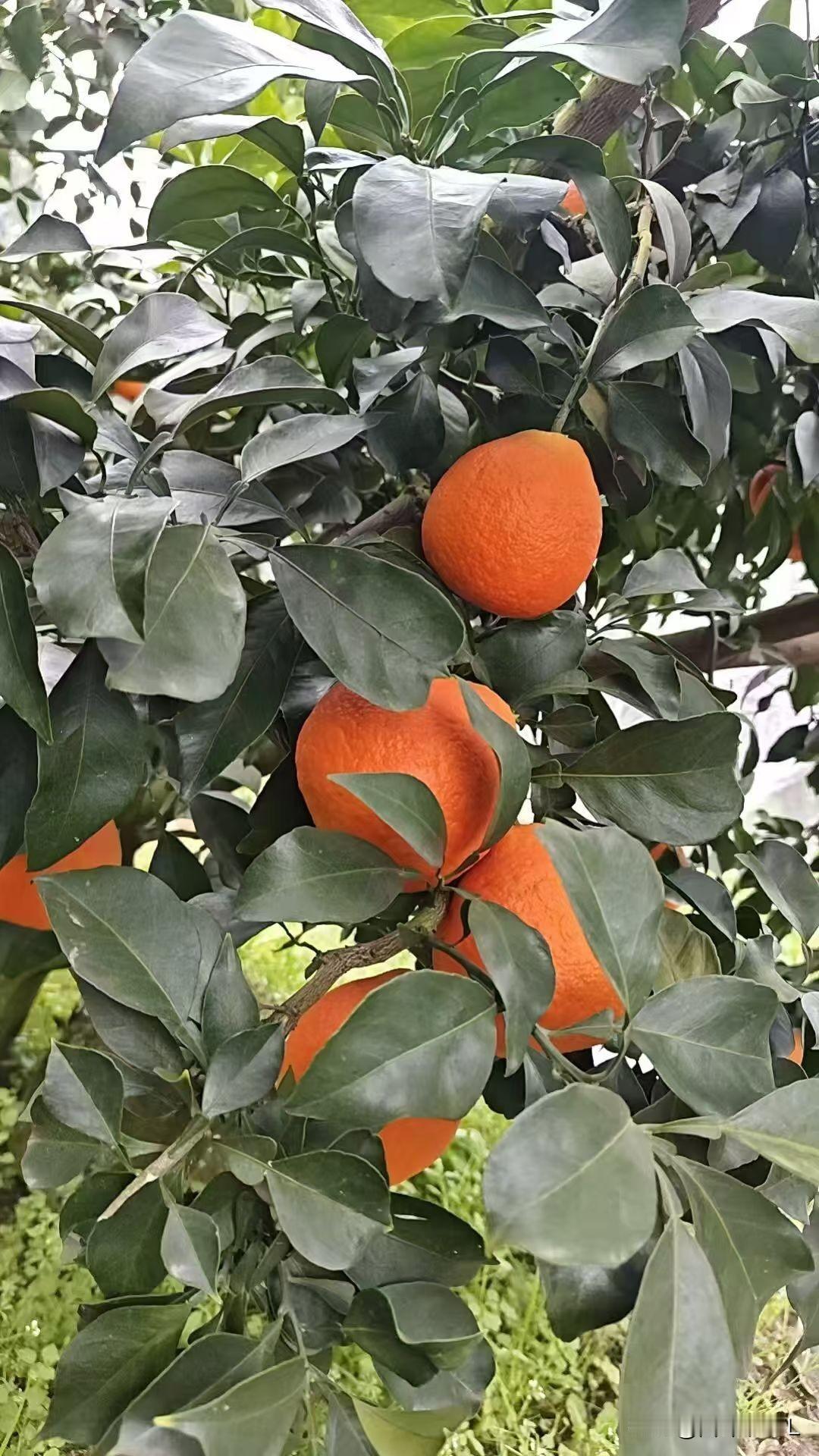 最美的风景：橙黄满树挂，秋意满心怀。