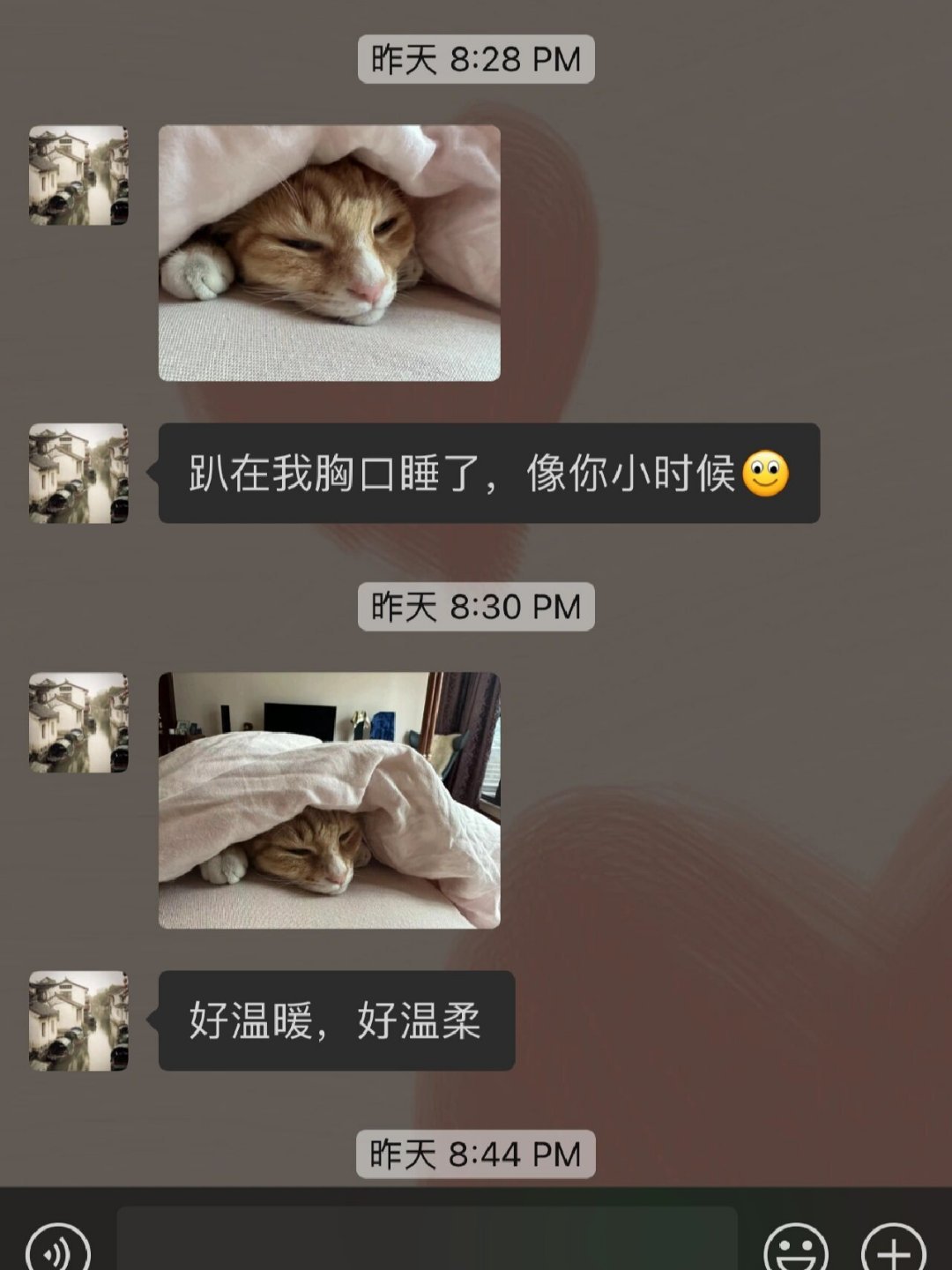 当初不让我养猫的妈 ​​​