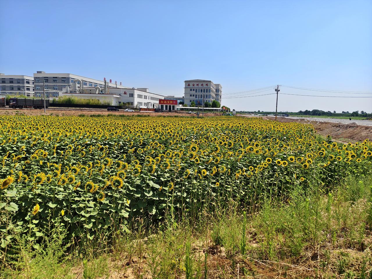 今天周五，我骑电车回临猗，路途经过一片葵花地，黄灿灿的油葵开满田野，就像一张张笑