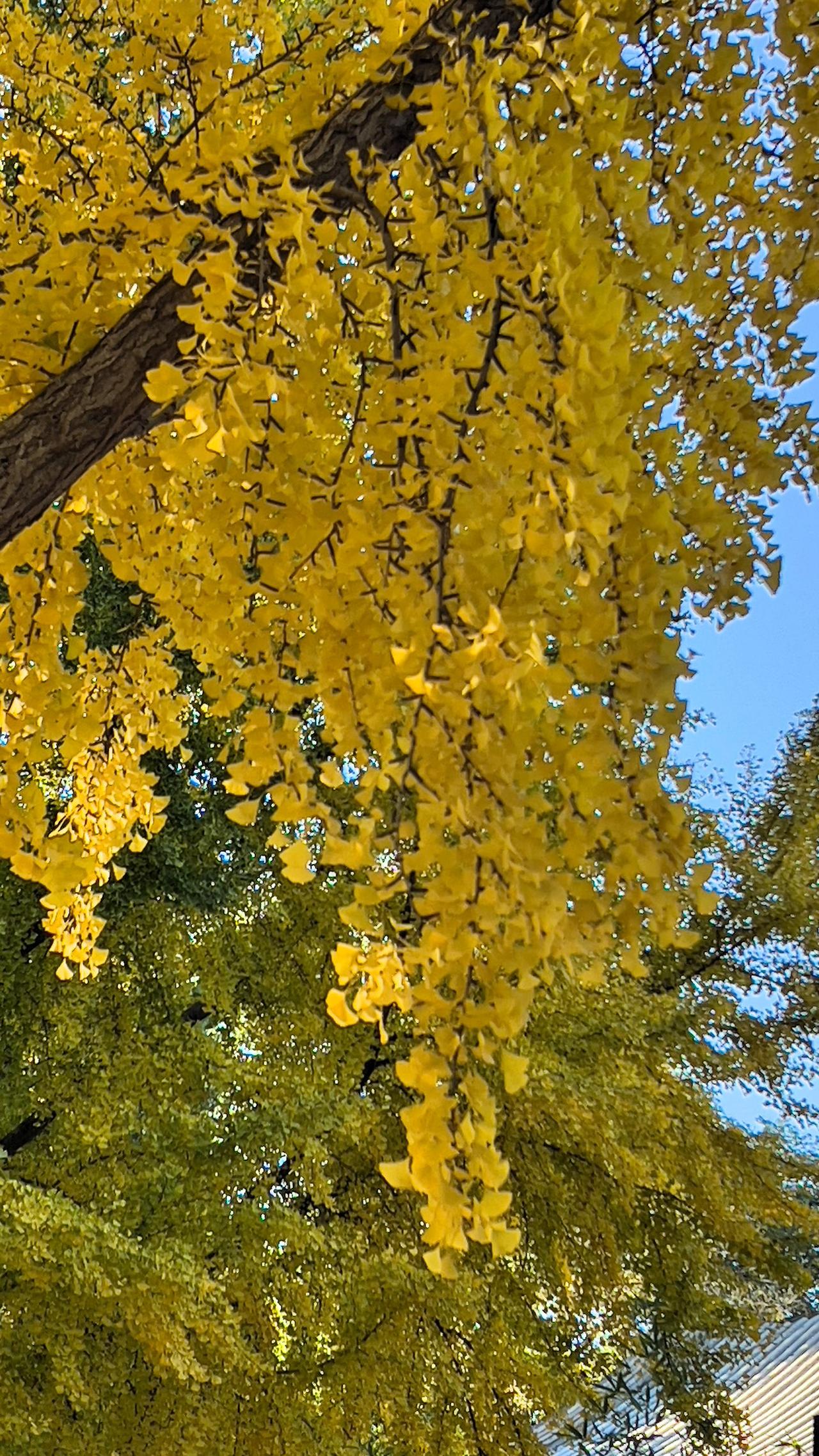 可以分享一张秋景的树叶的照片吗？