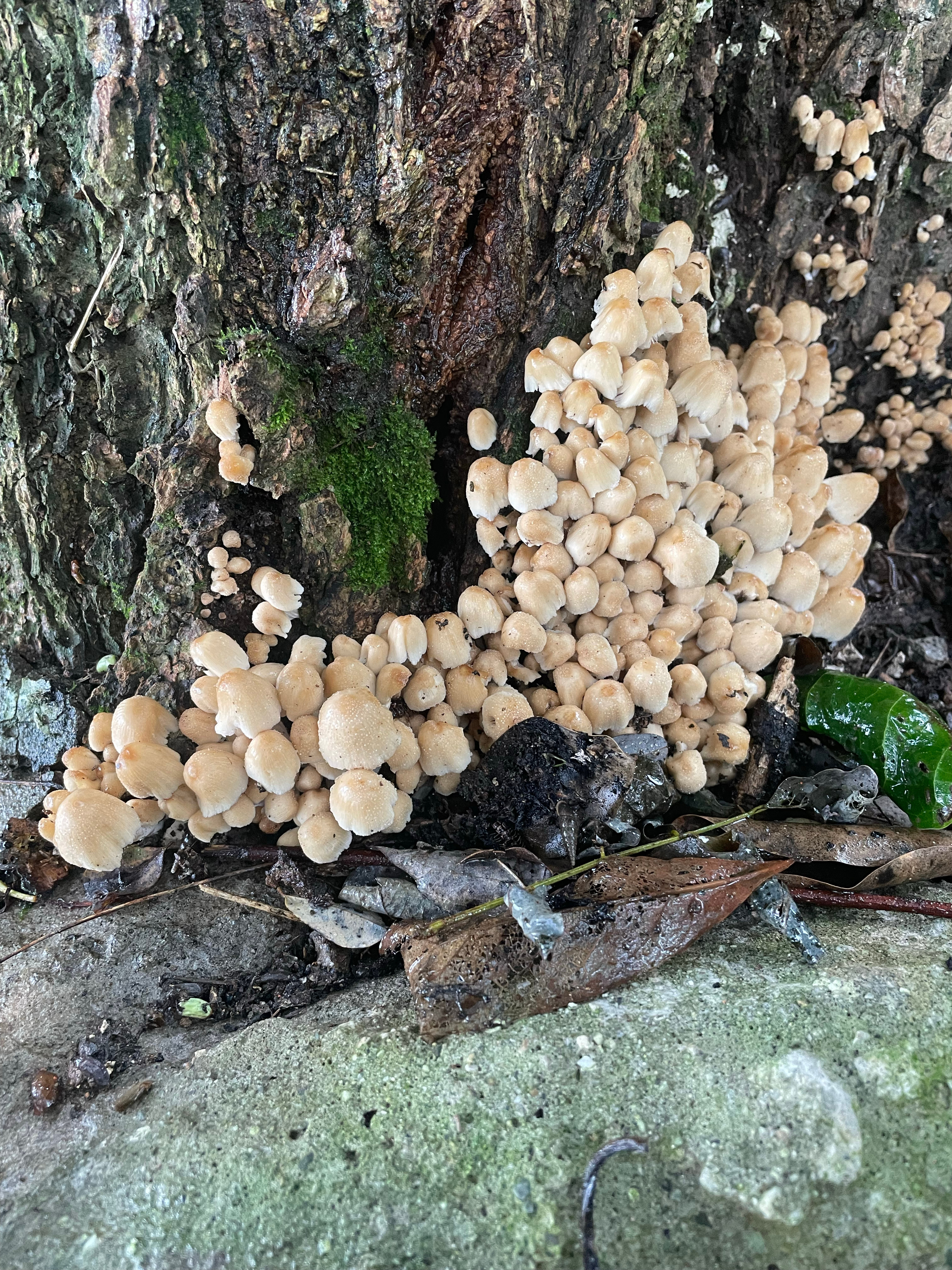 雨后各种蘑菇也出来了，一二张可以吃，其余就不敢了 ​​​